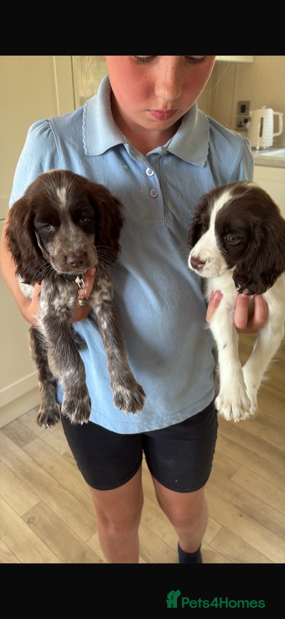 Cocker Spaniel dogs Ready to go Cockerspaniel puppies 2girls  - Advert 2