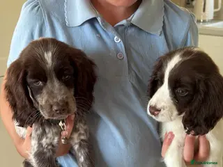 Cocker Spaniel dogs Ready to go Cockerspaniel puppies 2girls - Advert 2