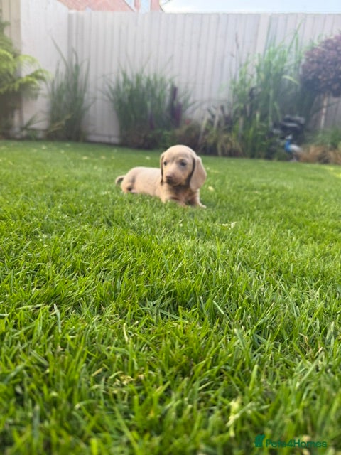 Miniature Dachshund dogs KC Reg. Miniature Dachshund Puppies Ready 4th June - Advert 13