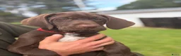 Mixed Breed dogs for sale: BITCH NOW AVAILABLE! GWP X Labrador puppies - Advert 7