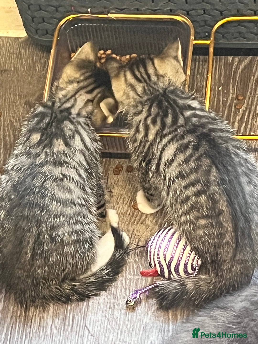 Mixed Breed cats for sale: 3 beautiful 1/4 bengal 1/4 flame nose kittens - Image 9