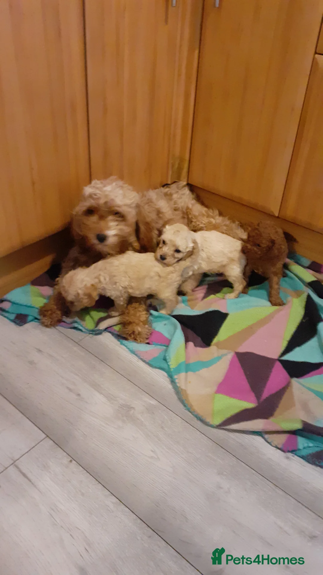 Cavapoo dogs for sale: Cavapoo pups for sale - Advert 12