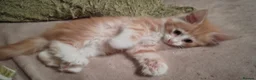 Norwegian Forest Cat cats for sale: Beautiful pedigree Norwegian Forest kittens  - Advert 15