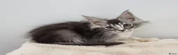Maine Coon cats for sale: GCCF Pedigree Maine Coon Kittens for sale  - Advert 20