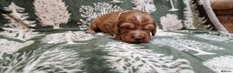 Cocker Spaniel dogs for sale: KC Registered Fox Red Working Cocker Spaniel Pups - Advert 13
