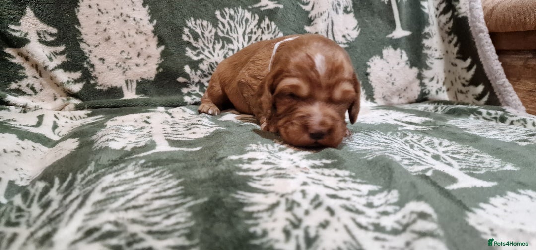 Cocker Spaniel dogs for sale: KC Registered Fox Red Working Cocker Spaniel Pups - Advert 13
