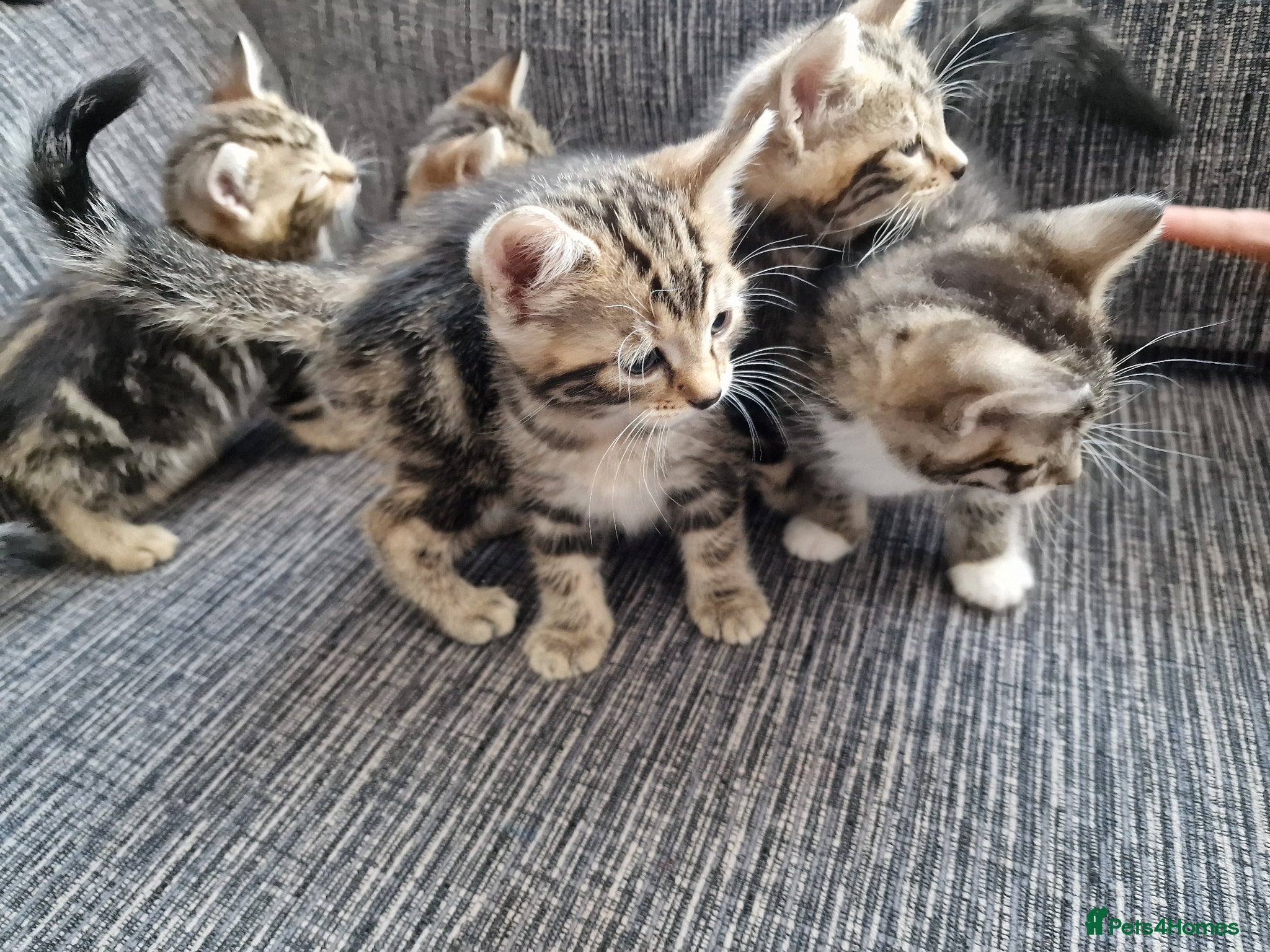 Mixed Breed cats Kittens ready to go - Advert 2