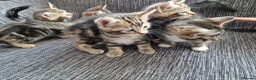 Mixed Breed cats for sale: Kittens ready to go in Birmingham - Advert 1