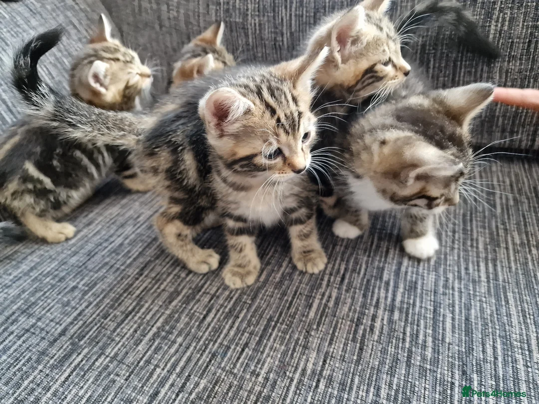 Mixed Breed cats for sale: Kittens ready to go in Birmingham - Advert 1