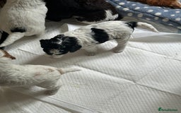 Cockapoo dogs for sale: 7 Gorgeous Cockapoo puppies for sale in St Albans - Image 5