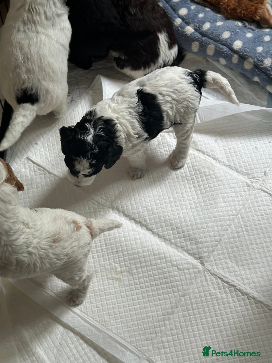 Cockapoo dogs for sale: 7 Gorgeous Cockapoo puppies for sale in St Albans - Image 5