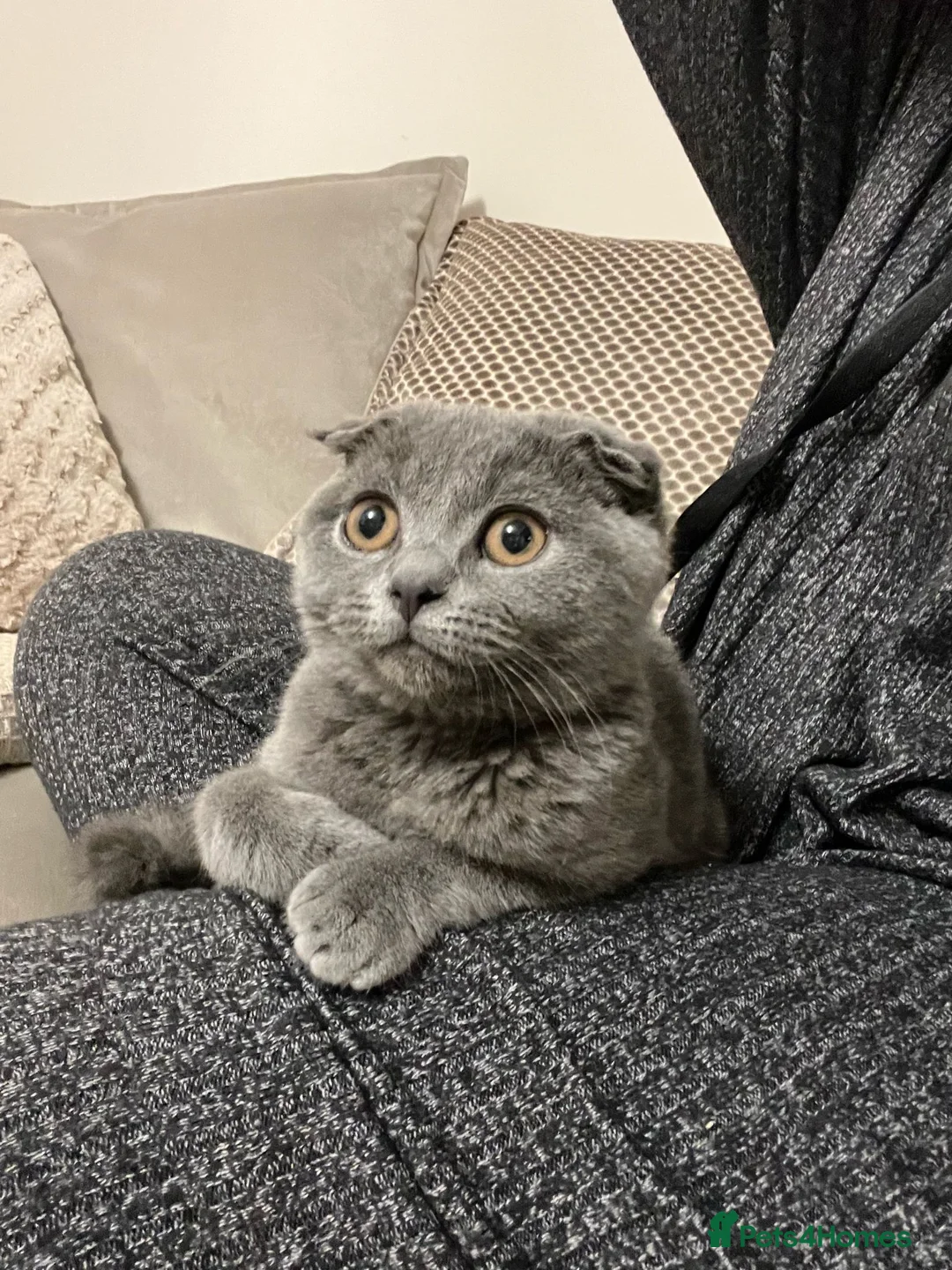 Scottish Fold cats for sale: Beautiful blue scottish fold 😍 - Advert 2