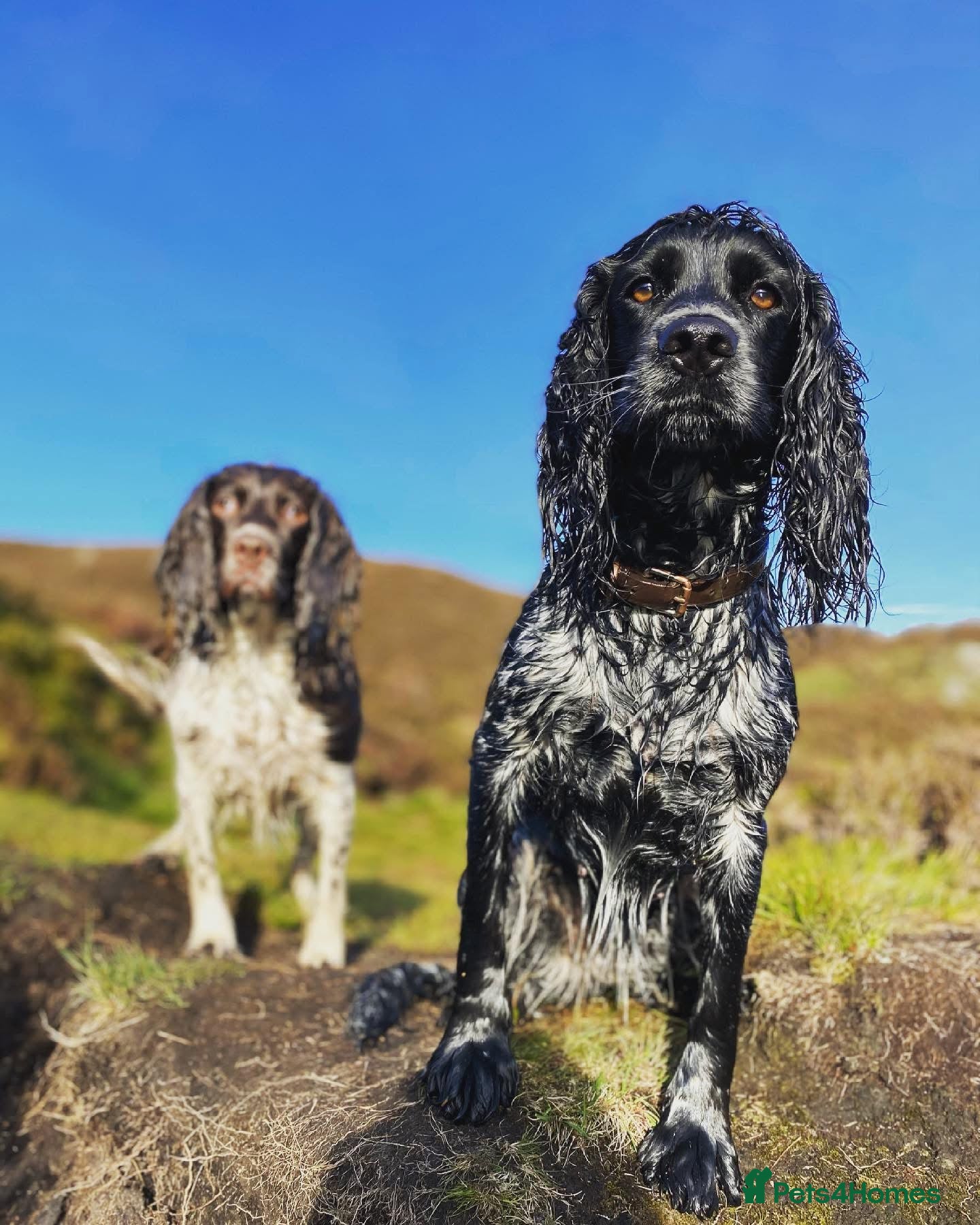 Sprocker dogs F2 Sprocker Puppies - Growing beautifully 🤎🖤🐾  - Advert 2