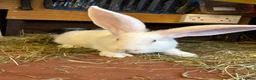 Mixed Breed rabbits for sale: Continental Giant baby bunnie in Wallingford - Advert 8