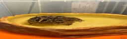 Lizard reptiles for sale: Two Healthy Pacman Frogs (Horned Frogs) – £20 Each - Advert 4