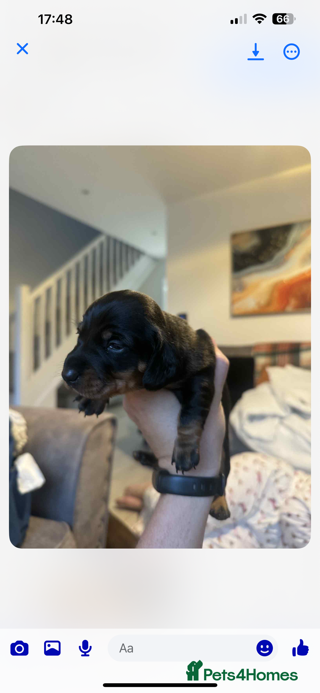 Dachshund dogs for sale: 1 boy 3 girls  - Image 4