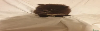 Pomeranian 3
