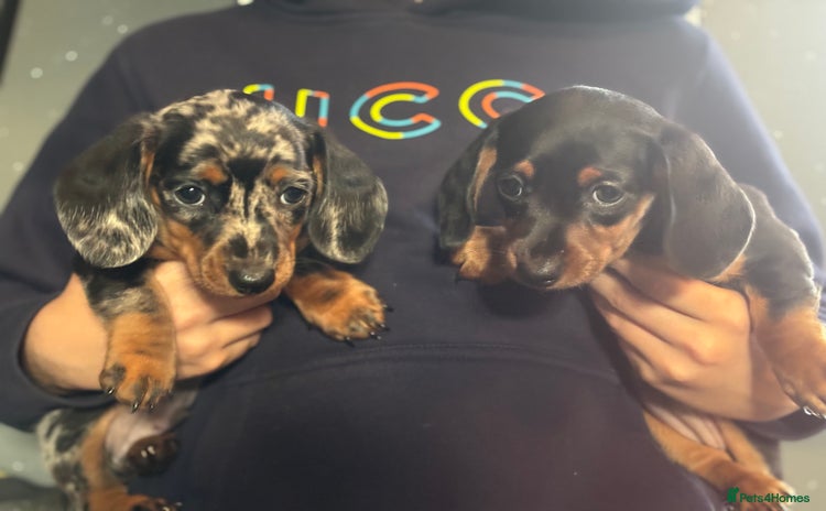 Miniature Dachshund dogs - Advert 16