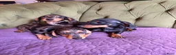 Miniature Dachshund dogs for sale: Mini sausage dogs. Family bred/health checked  - Advert 13