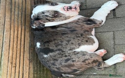 Old Tyme Bulldog dogs for sale: Merl old Tyme bulldog  - Image 1