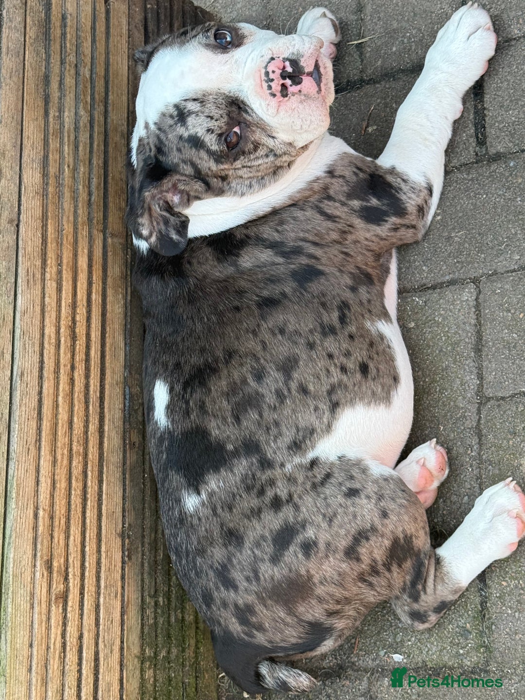 Old Tyme Bulldog dogs for sale: Merl old Tyme bulldog  - Image 1