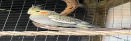 Cockatiels birds for sale: 7 Cockatiels  - Advert 5