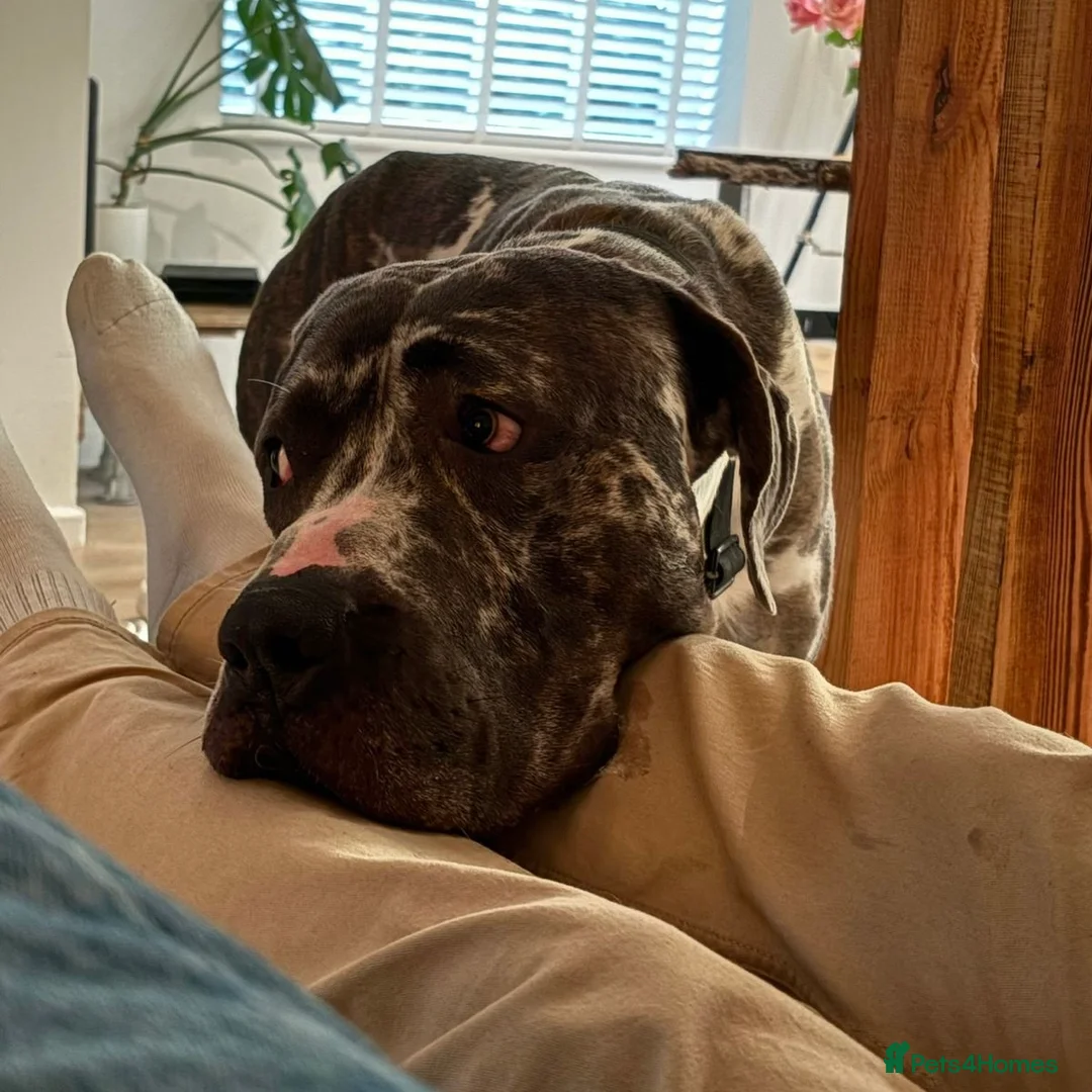 Mixed Breed dogs for adoption: Blue (Cane Corso mix) - Advert 17