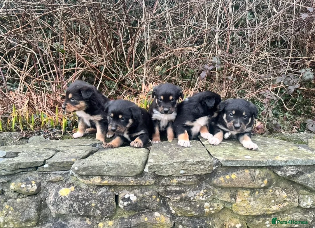 Mixed Breed dogs for sale: Adorable Bundles of Joy - Advert 2