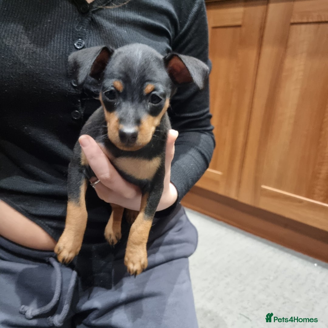 Miniature Pinscher dogs for sale: Miniature pinscher pups - Advert 39