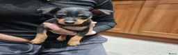 Miniature Pinscher dogs for sale: Miniature pinscher pups - Advert 36