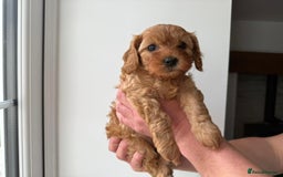 Cavapoo dogs for sale: Cavapoo puppies  - Image 8