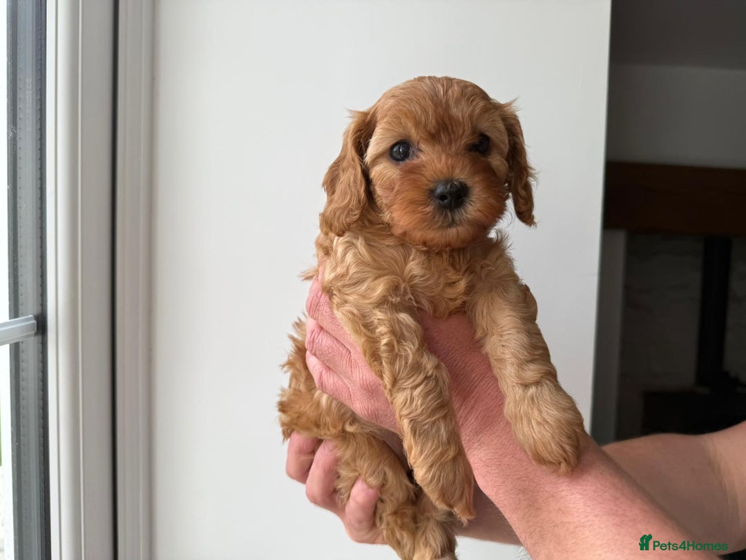 Cavapoo dogs for sale: Cavapoo puppies  - Image 8