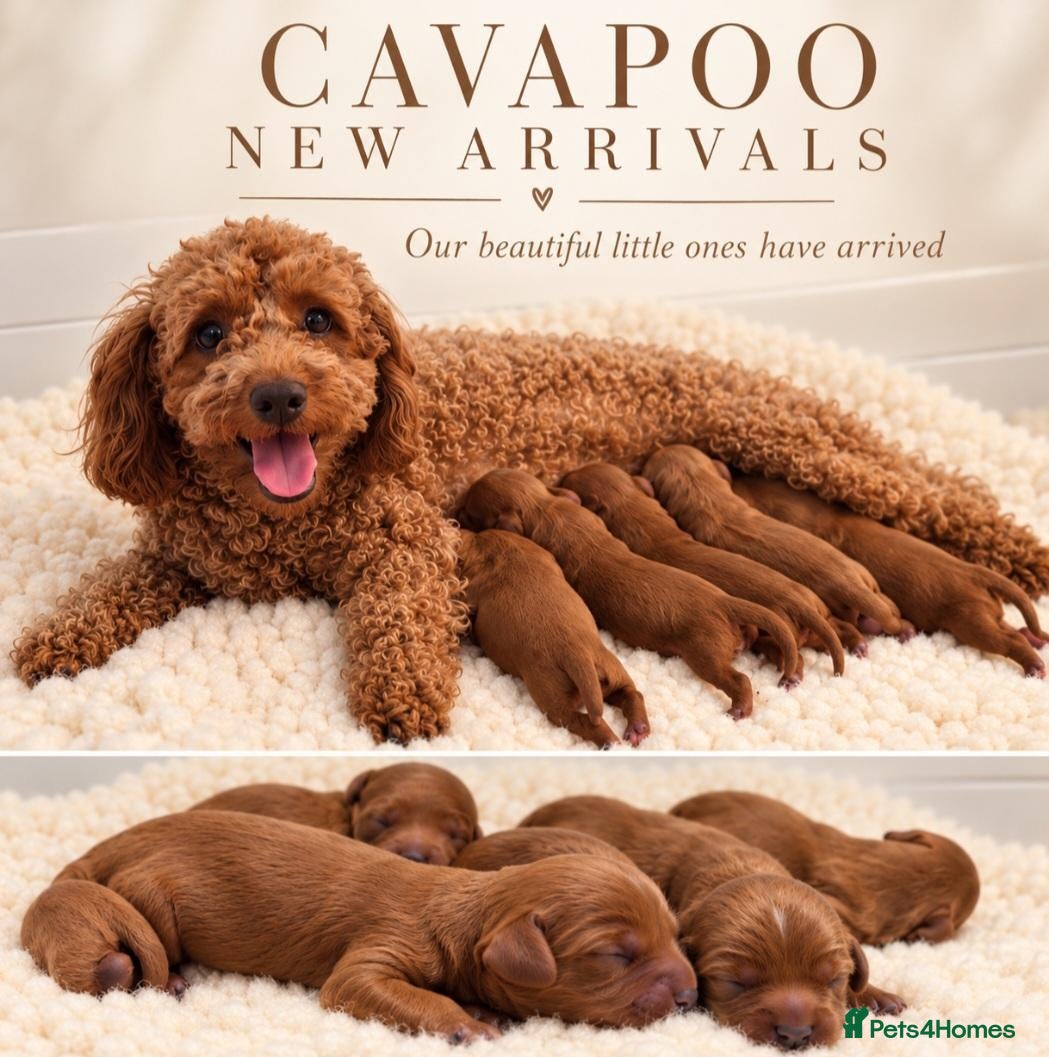 Cavapoo dogs F1 cavapoo litter  - Advert 18