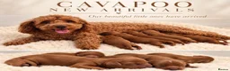Cavapoo dogs for sale: F1 cavapoo litter  - Advert 6