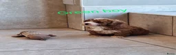 Cavapoochon dogs for sale: 🥰 Cavapoochons 🥰 - Advert 5