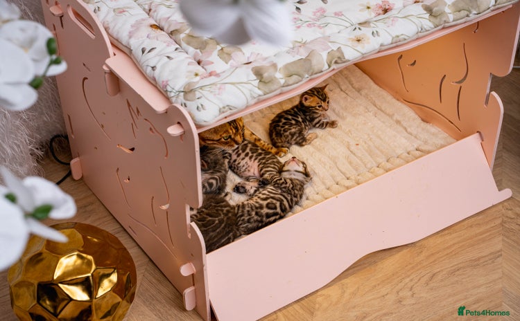Bengal cats - Advert 2
