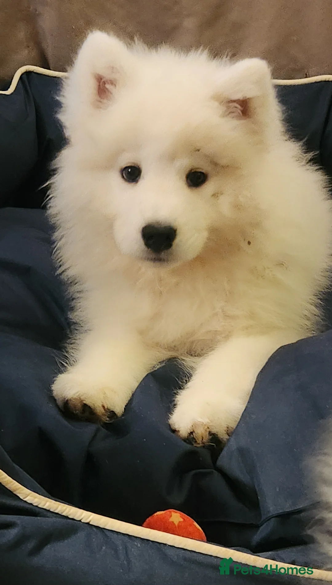 Samoyed dogs for sale: LAST - Stunning Female Pedigree Samoyed  - Advert 2