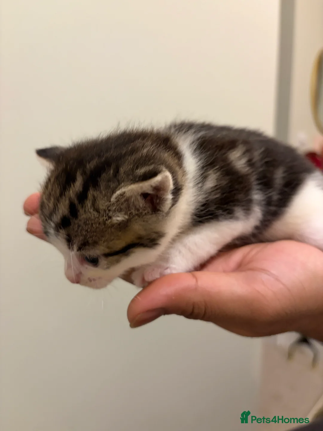 American Shorthair cats for sale: 4 beautiful American Shorthair Kittens - Advert 8