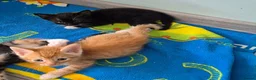 Mixed Breed cats for sale: Kittens in Coventry - Advert 3