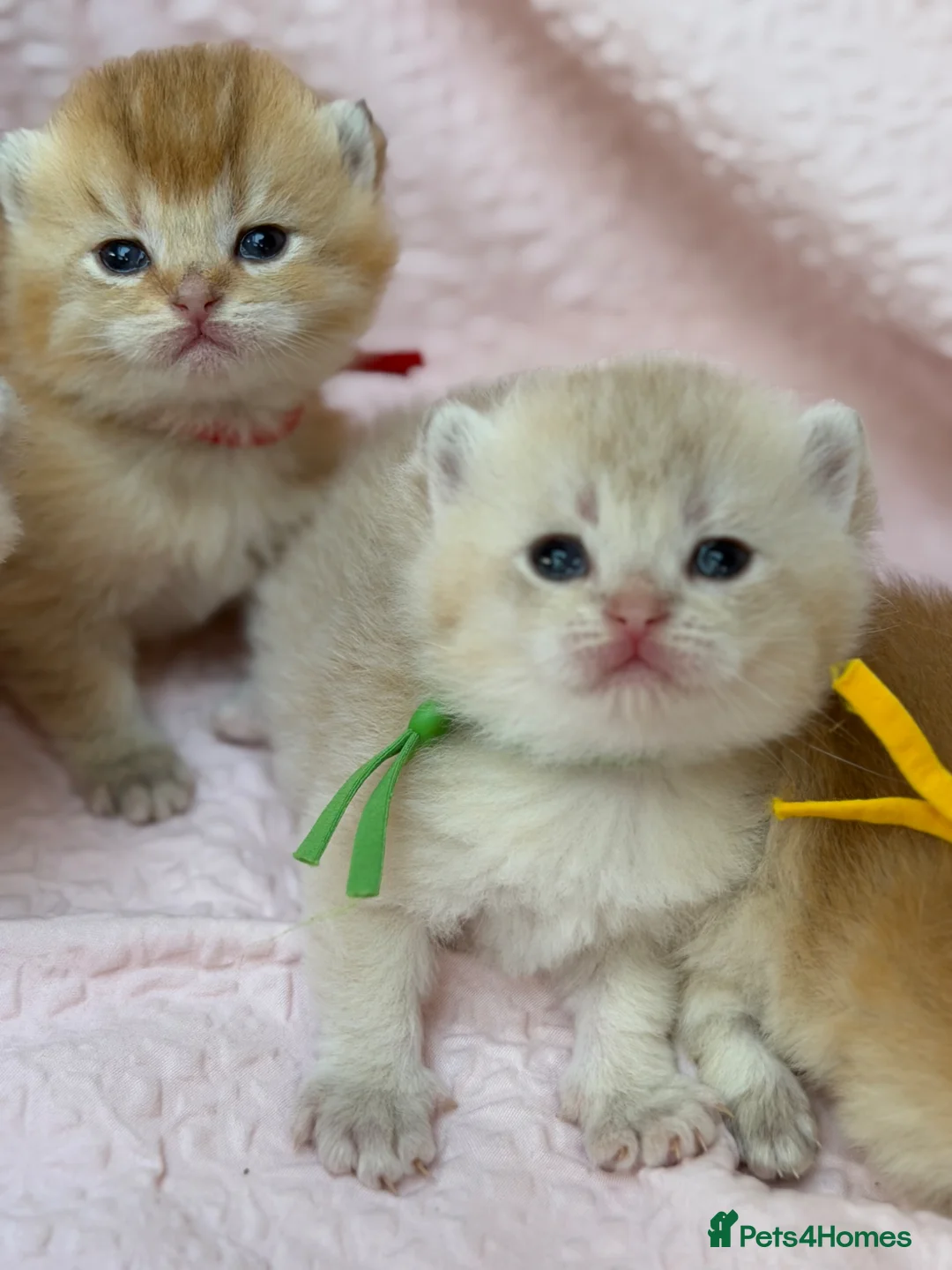 British Shorthair cats for sale: British shorthair blue golden kittens GCCF  - Advert 29