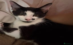 Domestic Shorthair cats for sale: Beautiful Black & White boy kitten total lap cat!! - Image 5