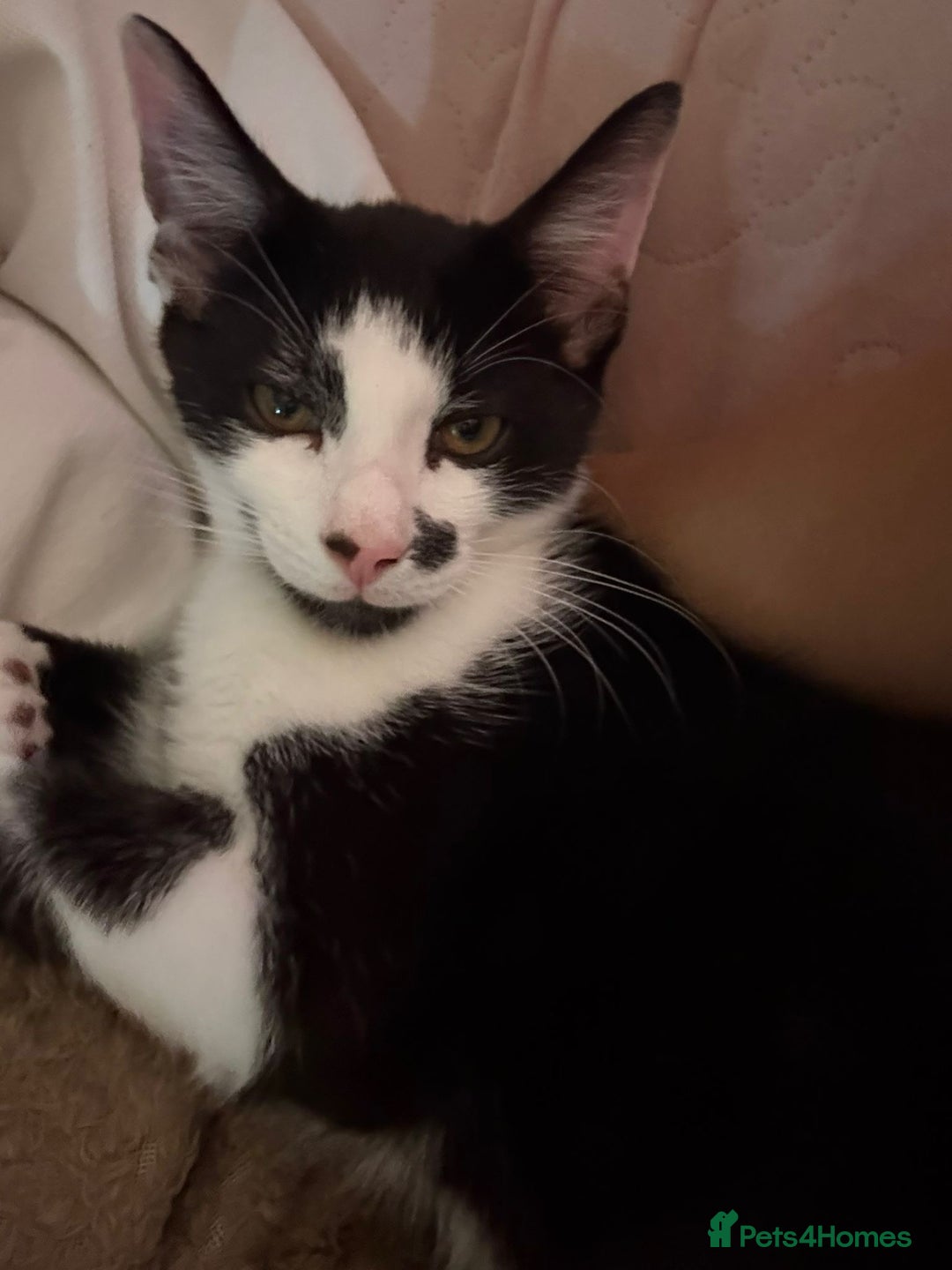 Domestic Shorthair cats for sale: Beautiful Black & White boy kitten total lap cat!! - Image 5