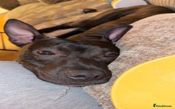 Mixed Breed dogs for sale: Staffy mix brindle male - Image 1