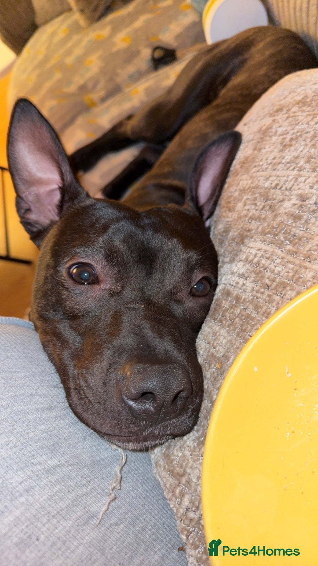 Mixed Breed dogs for sale: Staffy mix brindle male - Image 1