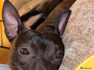 Mixed Breed dogs Staffy mix brindle male - Advert 1