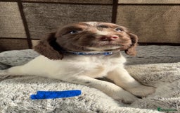 English Springer Spaniel dogs for sale: Quality ESS KC Reg Health Tested Parents 5⭐️ - Image 9