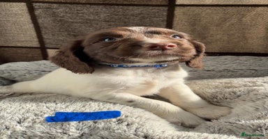 English Springer Spaniel dogs Quality ESS KC Reg Health Tested Parents 5⭐️ - Advert 10