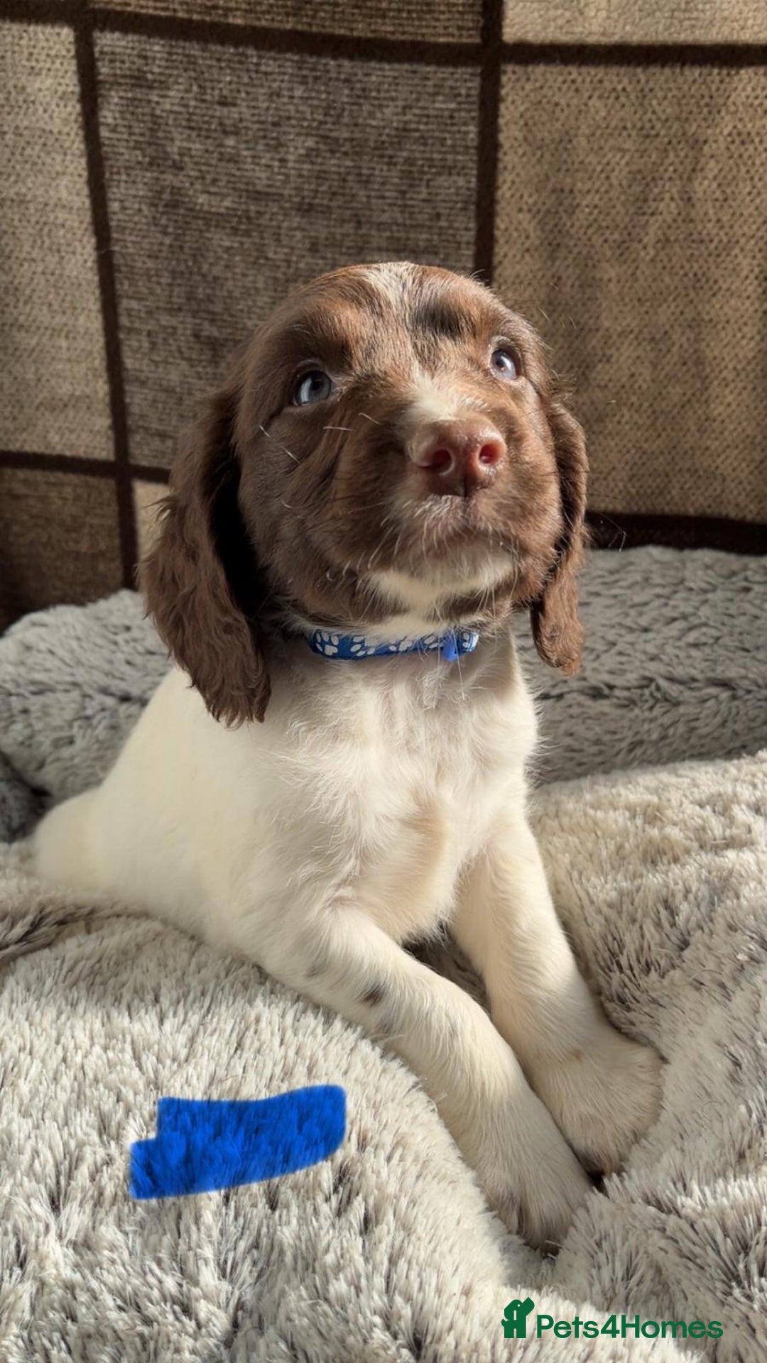 English Springer Spaniel dogs for sale: Quality ESS KC Reg Health Tested Parents 5⭐️ - Image 9