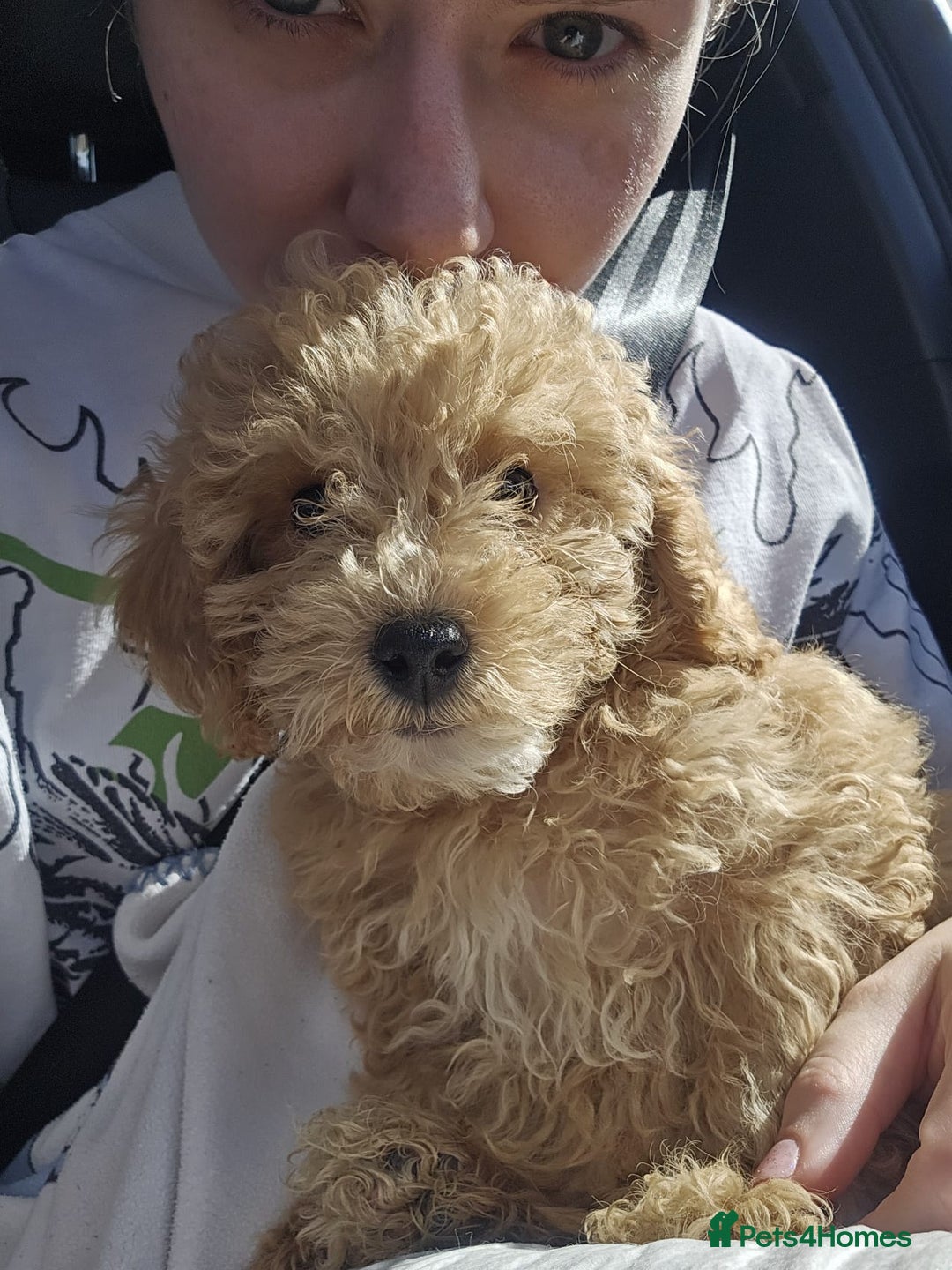 Maltipoo dogs for sale: Gorgeous 3 month old Maltipoo boy 🐶🥰 - Image 5