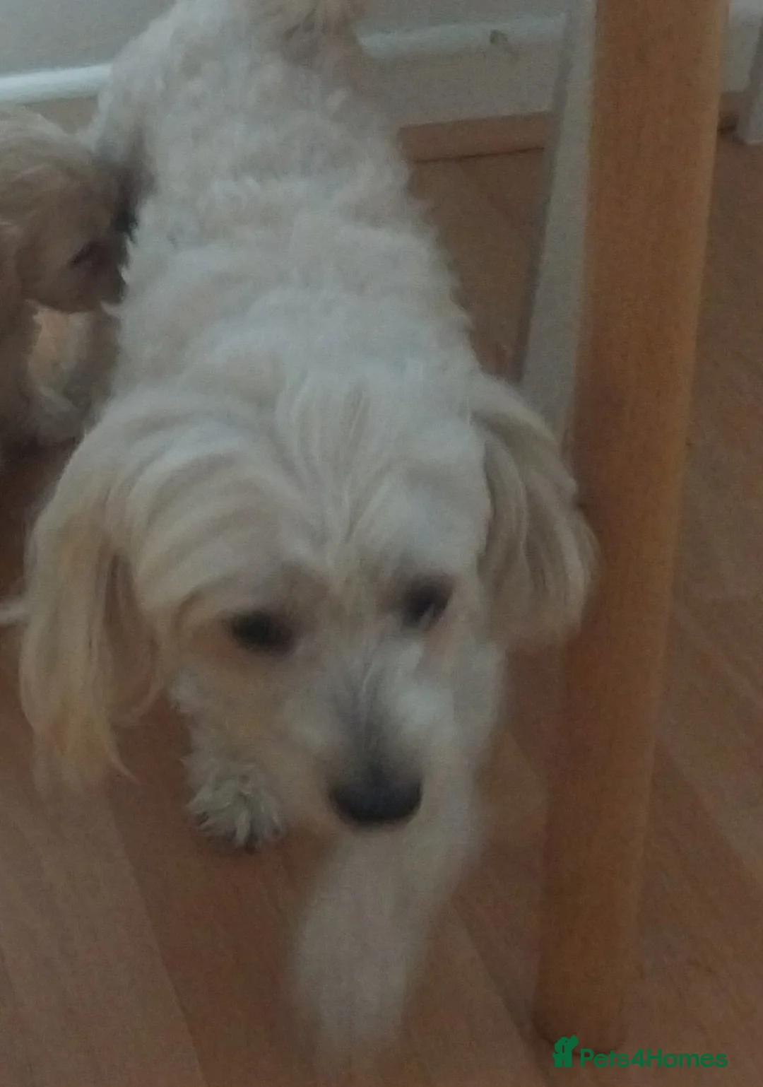 Bichon Frise dogs for sale: Bichon Maltese  - Advert 2